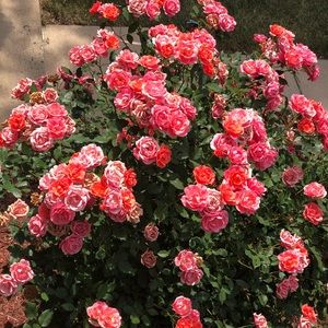 Meet your Posher, Neneth